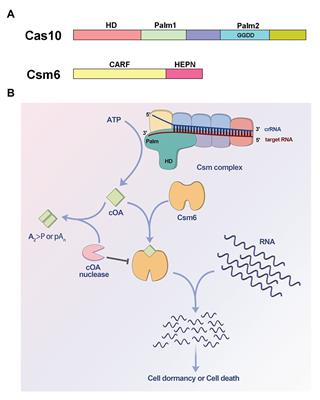 The Cyclic Oligoadenylate Signaling Pathway of Type III CRISPR-Cas Systems